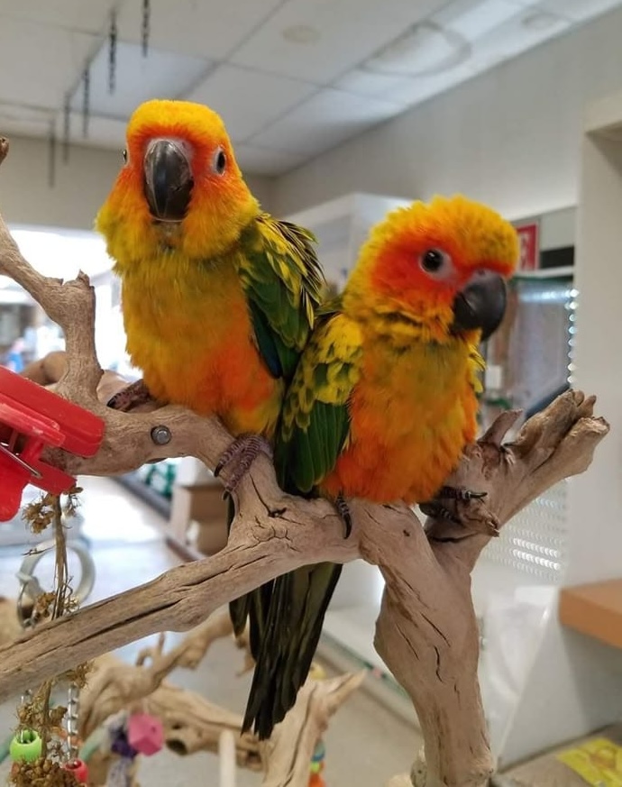 Conure Soleil après un bain